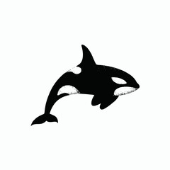 Obraz premium Orca illustration jumping out of water with black and white color scheme