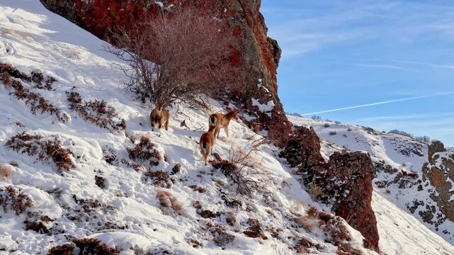 Mountain Goats Walking Across the Snow
