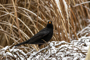 Fototapeta premium Male Blackbird Perched on Snowy Shrub