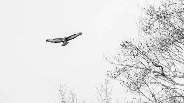 Winterflug