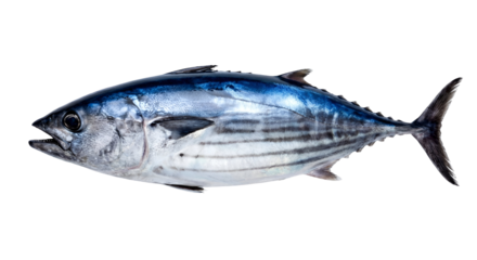 Fresh Skipjack Tuna fish with vibrant blue and silver iridescent scales and distinctive dark stripes, presented whole in a clean studio shot, raw and ready for culinary use, isolated on transparent ba