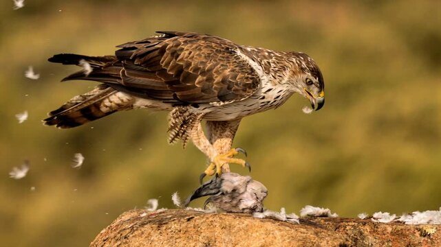 Bonelli&rsquo;s eagle plucking feathers from prey on rock, looking around as loose feathers drift in air intense warm light closeup by Generative AI