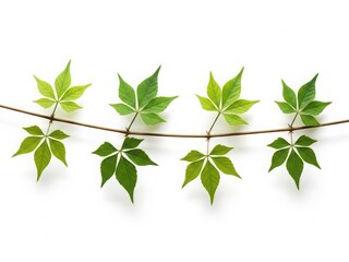 Obraz premium Virginia creeper vine with green leaves on white background