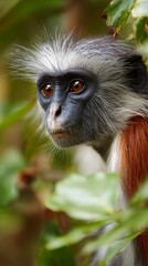 Obraz premium Rare colobus monkey with striking silver-white fur and reddish coat peering intently through lush green foliage with deep, expressive brown eyes
