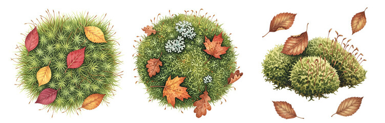 Three moss balls with autumn leaves and flowers on transparent background