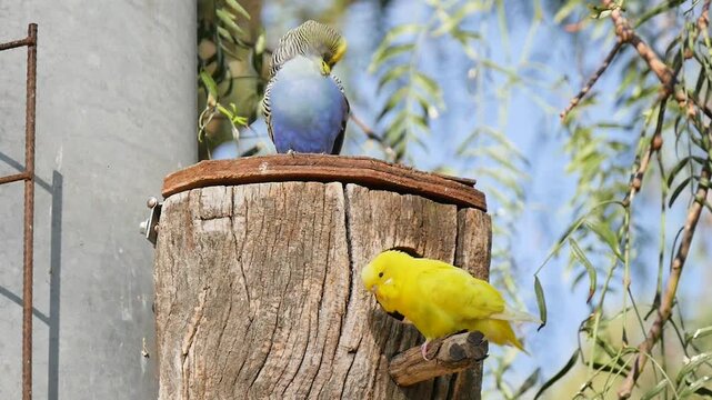 Budgies cleaning themselves on a stump