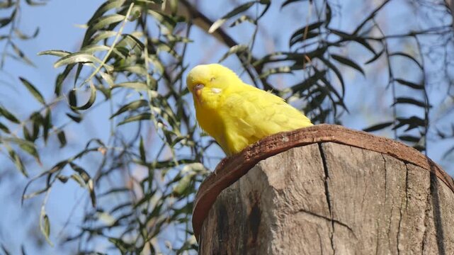 Yellow budgie sitting on a stump