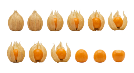 Physalis Fruits: Unveiling Process, From Husk to Berry