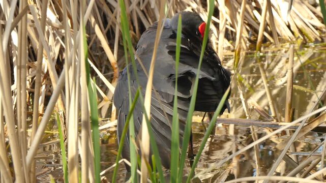 Swamphen in the high grass