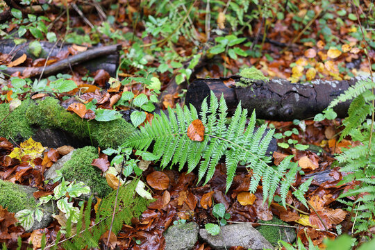 Green ferns in autumn with fallen leaves from trees.