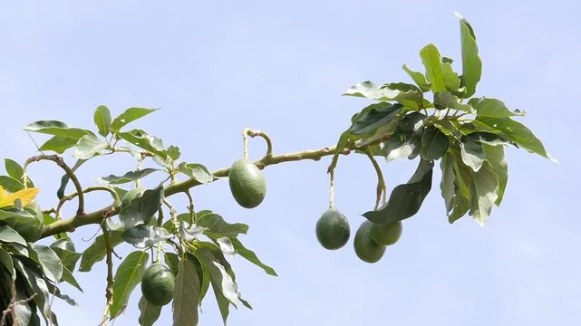 avocado branch laden with green fruit