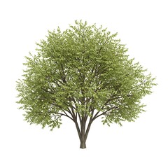 Emerald Canopy's Embrace