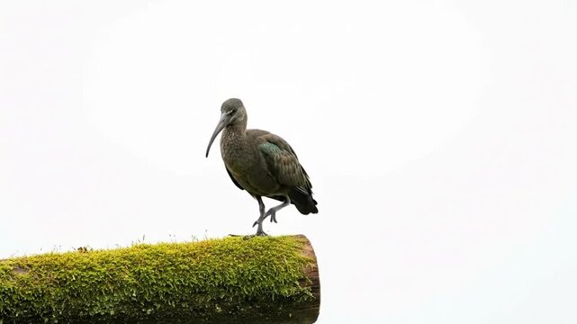 A solitary ibis bird stands on a mossy log against a bright white background.