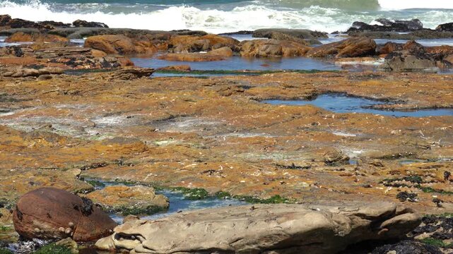 Limpets on the rocks by a rocky coastline with rolling white surf waves