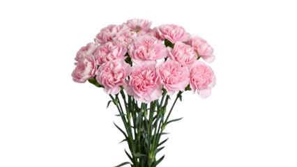 Pink carnations bouquet isolated on transparent background for mother's day and valentine day
