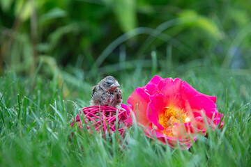 A little wild chick sits on a green lawn with a rose flower