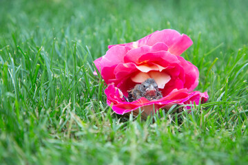 A little wild chick sits on a green lawn with a rose flower