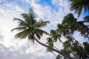 Tropical palm tree against blue sky with soft clouds