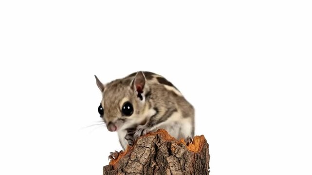 Cute flying squirrel perched on a tree stump against a white background.
