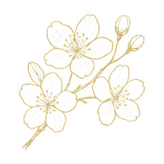 Fototapeta premium PNG Elegant gold floral illustration