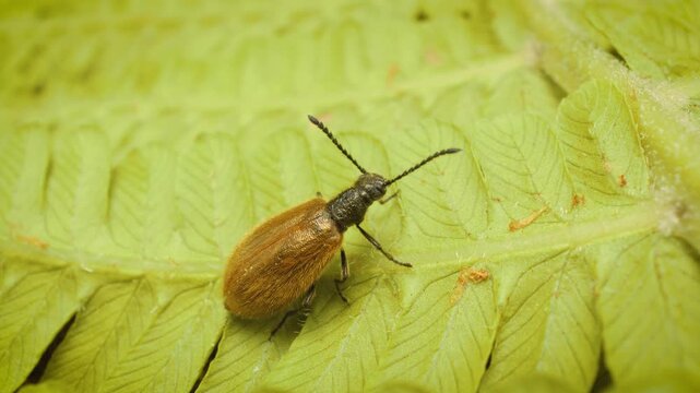 Lagria hirta beetle macro close-up in natural environment