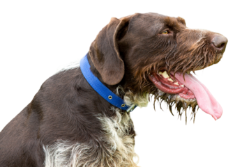 German hunting watchdog drahthaar, beautiful dog portrait in summer