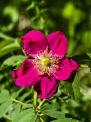 Obraz premium Vibrant magenta wild rose flower blooming amid lush green leaves in natural habitat.