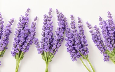 Obraz premium Beautiful lavender flowers in a row with purple and white colors and pastel tones background. Spring colorful flowers banner with copy space 