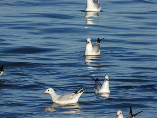 İnce gagalı martı Slender-billed gull in the sea