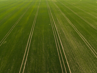 Top down aerial view of cultivated green field with parallel tractor tracks, agricultural texture and pattern
