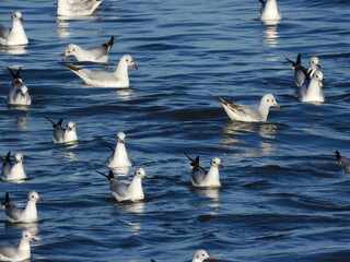 İnce gagalı martı Slender-billed gull in the sea