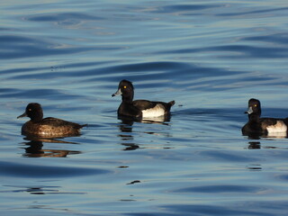 Tepeli patka Tufted duck in the sea