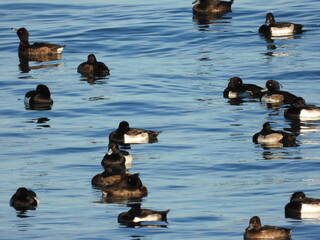 Tepeli patka Tufted duck in the sea