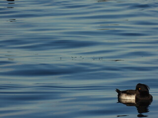 Tepeli patka Tufted duck in the sea