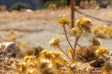 Close up of Picnomon acarna (prickly golden thistle) with sharp yellow spines. Wild Mediterranean flora on a rocky mountain slope in Faralya. September, Turkey.