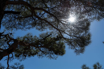 Low angle shot of pine tree branches silhouetted against a bright midday sun and clear blue sky. Scenic view of coniferous forest canopy in Mediterranean Turkey.