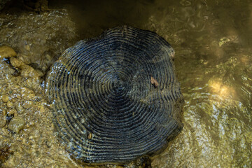 Top view of an ancient tree stump with concentric rings submerged in a clear mountain stream. Abstract natural pattern of wood texture under flowing water in Gizlikent Canyon. September, Turkey.