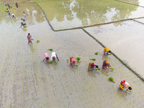 Joypurhat, Bangladesh - 22 July 2023: Aerial view of farmers planting seedlings in flooded rice paddies, their vibrant clothing contrasting against the mirroring water and earthy tones.
