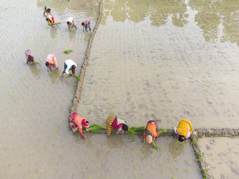Joypurhat, Bangladesh - 22 July 2023: Aerial view of farmers planting vibrant green seedlings in flooded paddy fields, creating a mosaic of earthy tones and reflections.