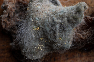 Obraz premium Extreme macro shot of colorful mold colonies, fungal spores, and hyphae texture on decaying organic matter. Concept of decomposition and biology.