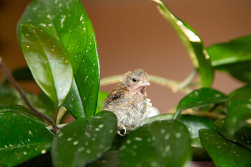 A cute little wild bird sits on a hoya vine
