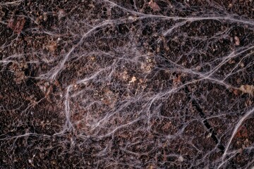Macro texture of fungal mycelium in soil field of view 15 mm natural element for science education and biology projects © Digital Photo