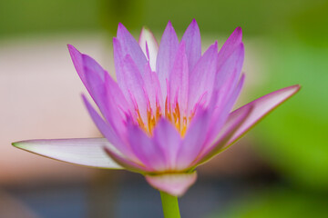 Purple Lotus Flower, Thailand