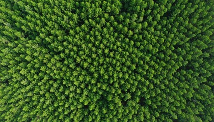 Vast Canopy of Lush Green Trees Viewed From Directly Above in Sunlight