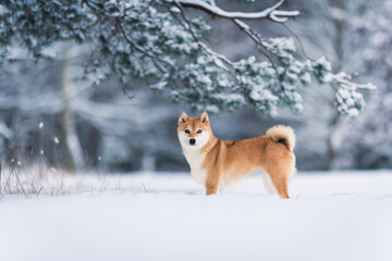 A female Shiba-Inu frolicking in the snow