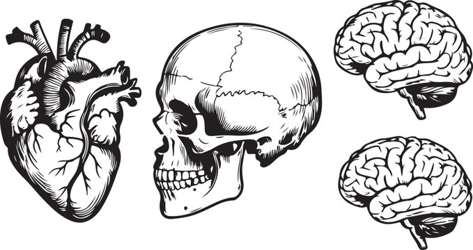 Vector engraved style illustrations for posters, decoration and logo. Hand drawn sketch of skull, heart and brain in monochrome isolated on white background. Detailed vintage woodcut style drawing