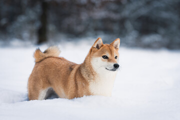 A female Shiba-Inu frolicking in the snow