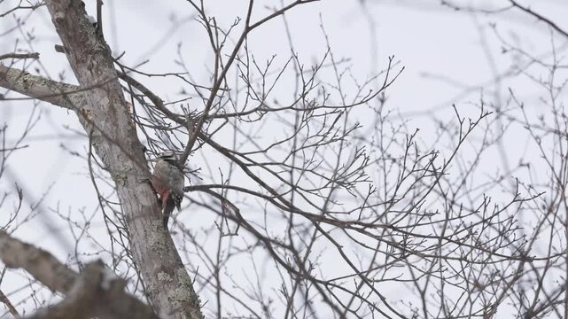 木の上でドラミングするアカゲラ