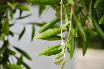 Olive Tree Leaves Branch, Close Up on White Background
