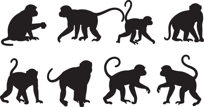 A set of monkey silhouettes on a white background. Perfect for designs about animals, nature, wildlife, primates, monkeys, apes, jungle, rainforest, conservation, and education